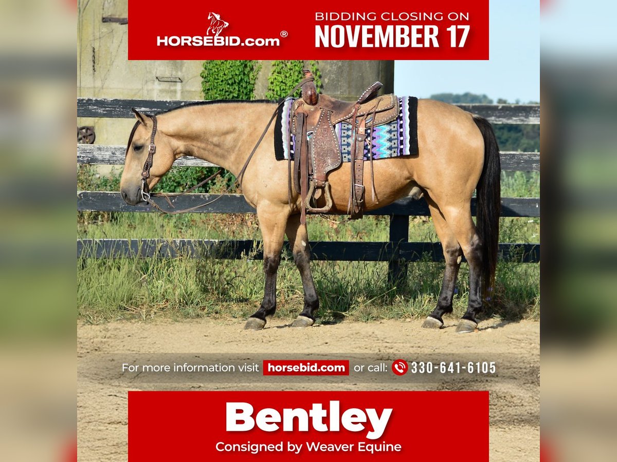 American Quarter Horse Gelding 6 years 15,1 hh Buckskin in Fredericksburg