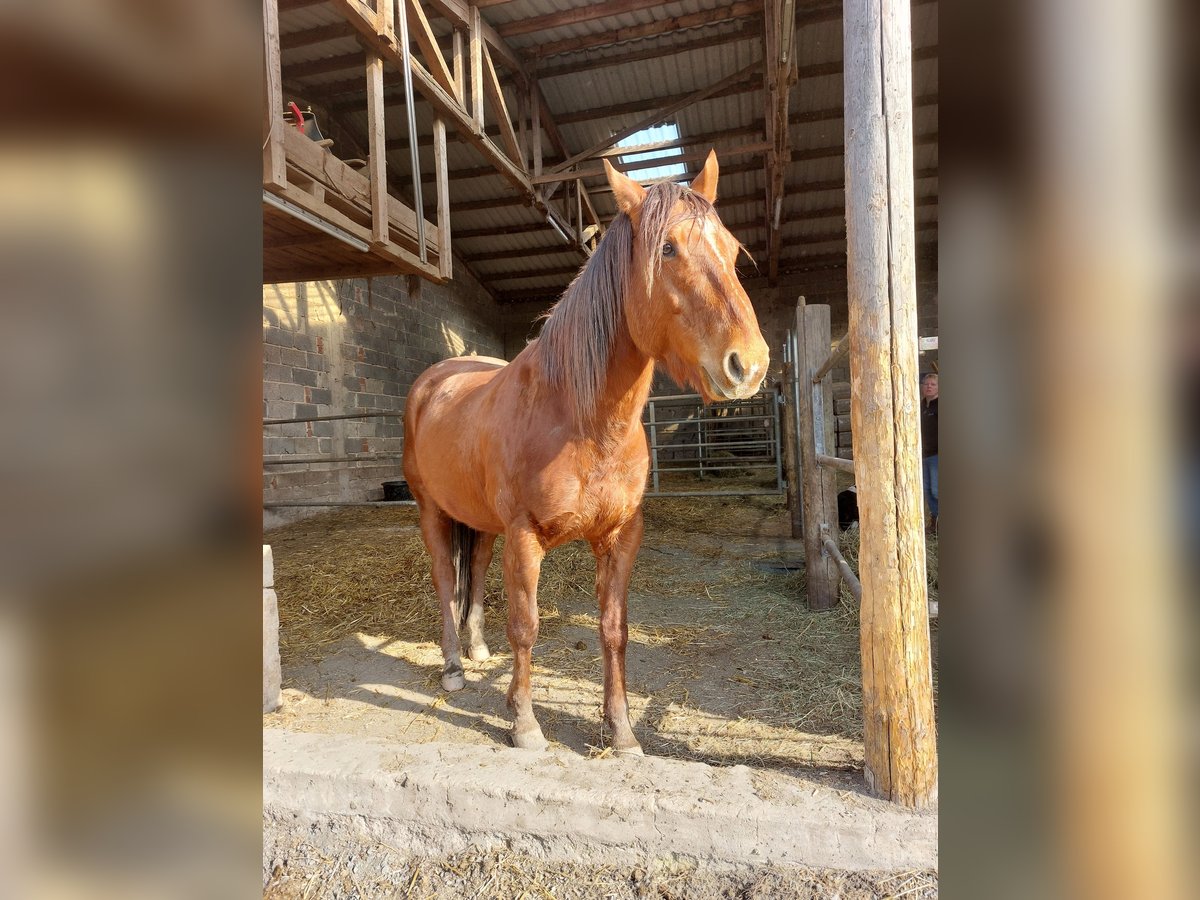 American Quarter Horse Gelding 6 years 15,1 hh Chestnut in Allendorf (Eder) Bromskirchen