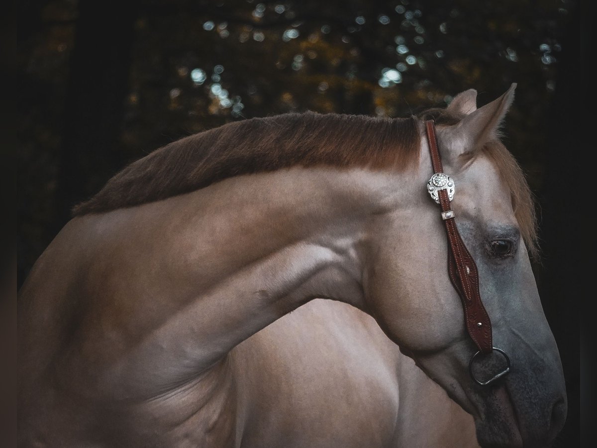 American Quarter Horse Gelding 6 years 15,1 hh Perlino in Nettersheim American Quarter Horse Gelding 6 years 15,1 hh Perlino in Nettersheim