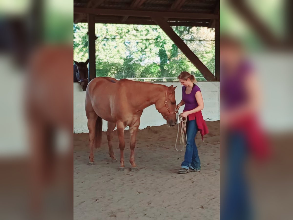 American Quarter Horse Gelding 6 years 15,1 hh Red Dun in Koberg