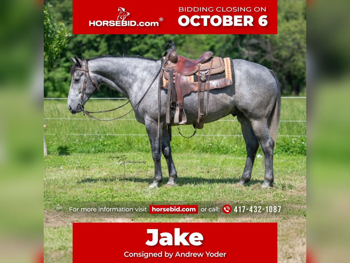 American Quarter Horse Gelding 6 years 15,2 hh Grey in Harwood