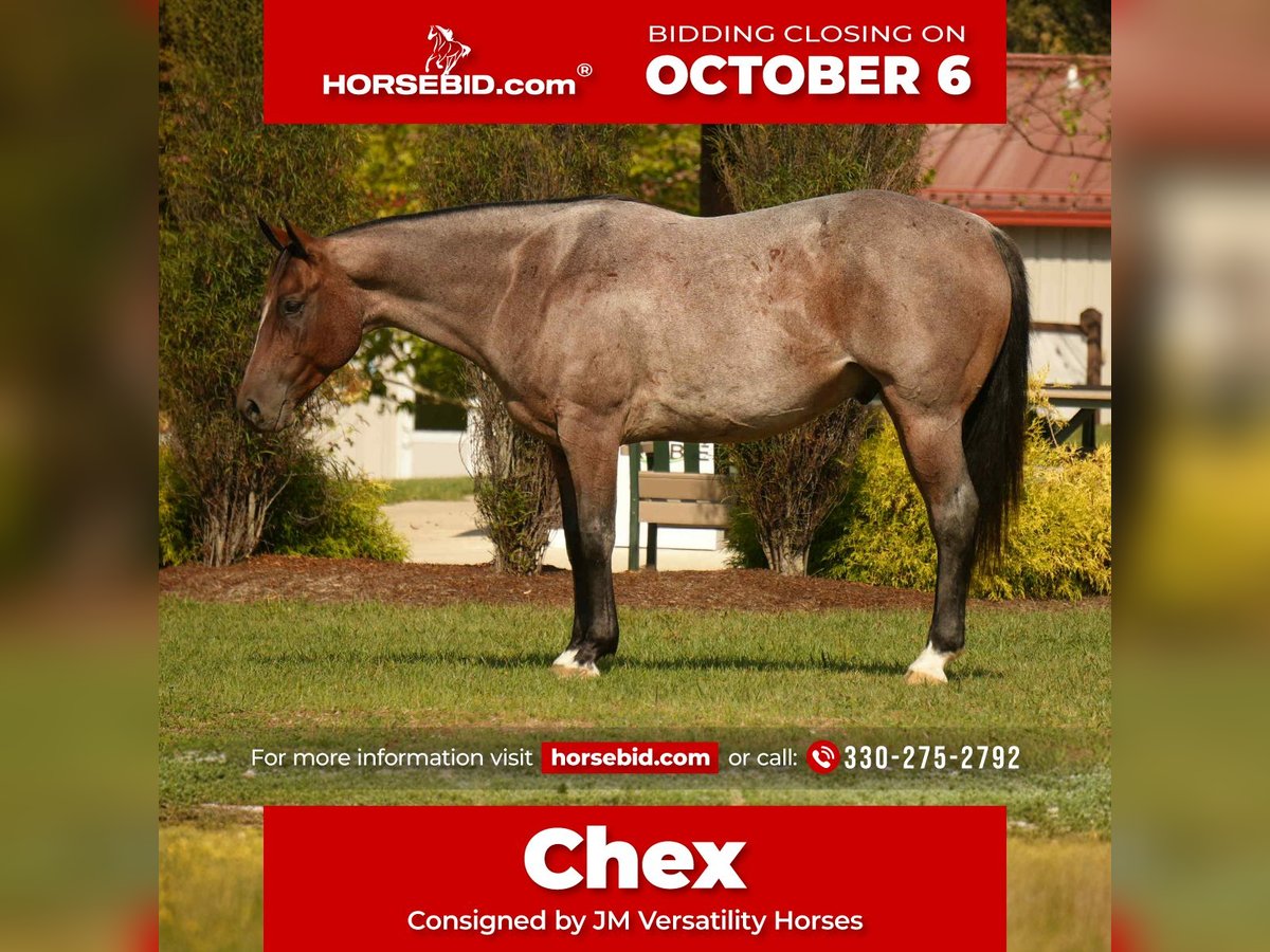 American Quarter Horse Gelding 6 years 15,2 hh Roan-Bay in Fresno, OH