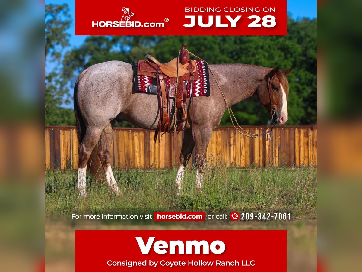 American Quarter Horse Gelding 6 years 15,2 hh Roan-Red in Mount Vernon, TX