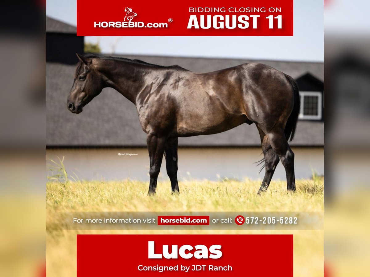 American Quarter Horse Gelding 6 years 15,3 hh Black in Crescent, OK