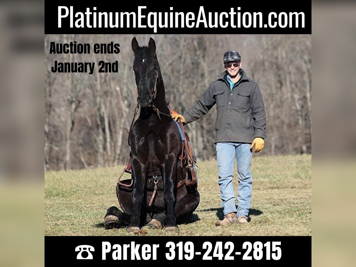 American Quarter Horse Gelding 6 years 16,2 hh Black in Somerset, KY