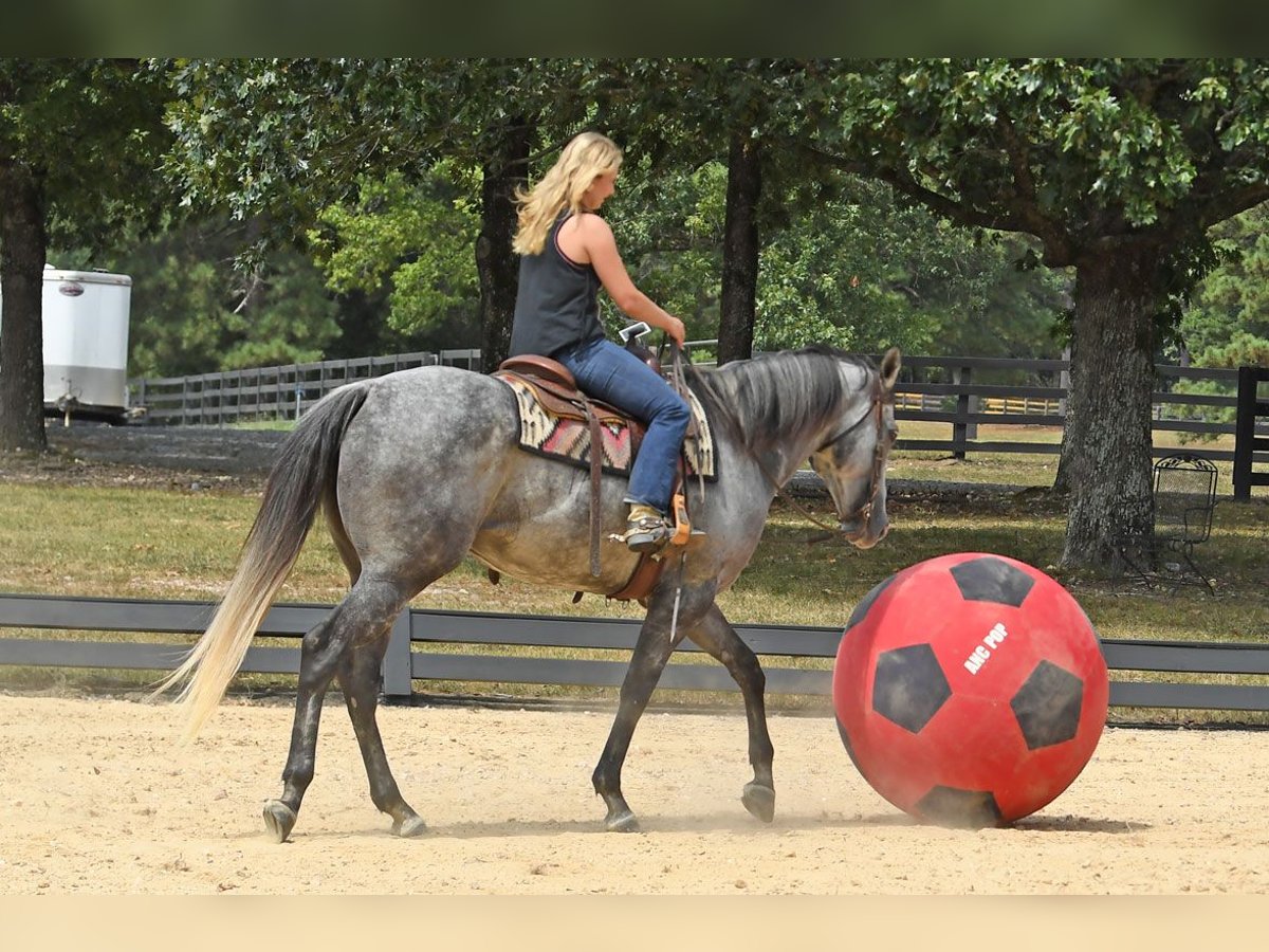American Quarter Horse Gelding 6 years 16 hh Grey in Birmingham
