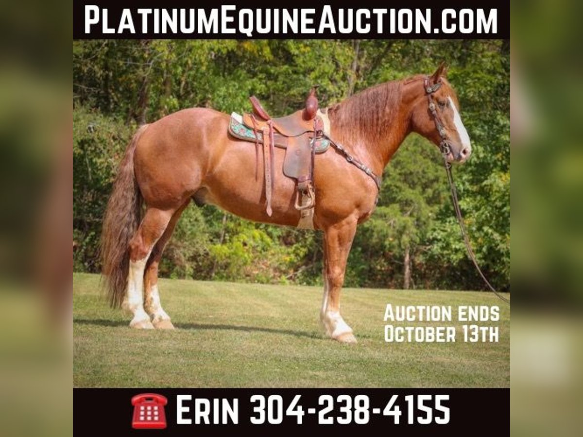 American Quarter Horse Gelding 6 years 17 hh Chestnut in Flemingsburg KY