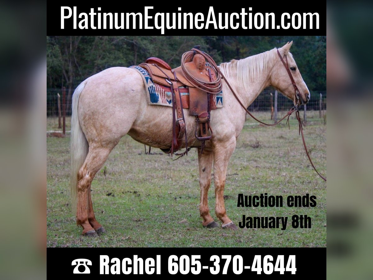American Quarter Horse Gelding 6 years 17 hh Palomino in RUSK TX
