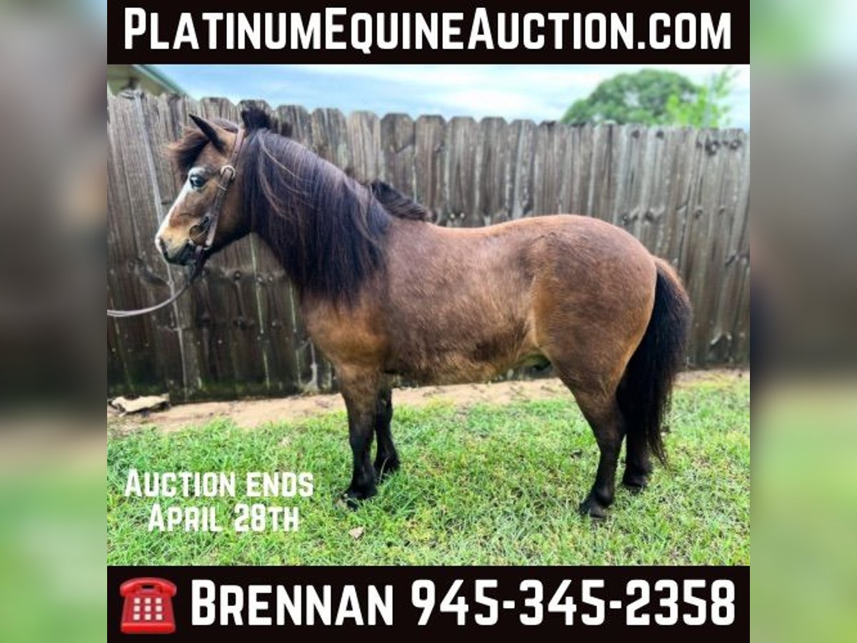 American Quarter Horse Gelding 6 years 9,3 hh Buckskin in Fairfield TX