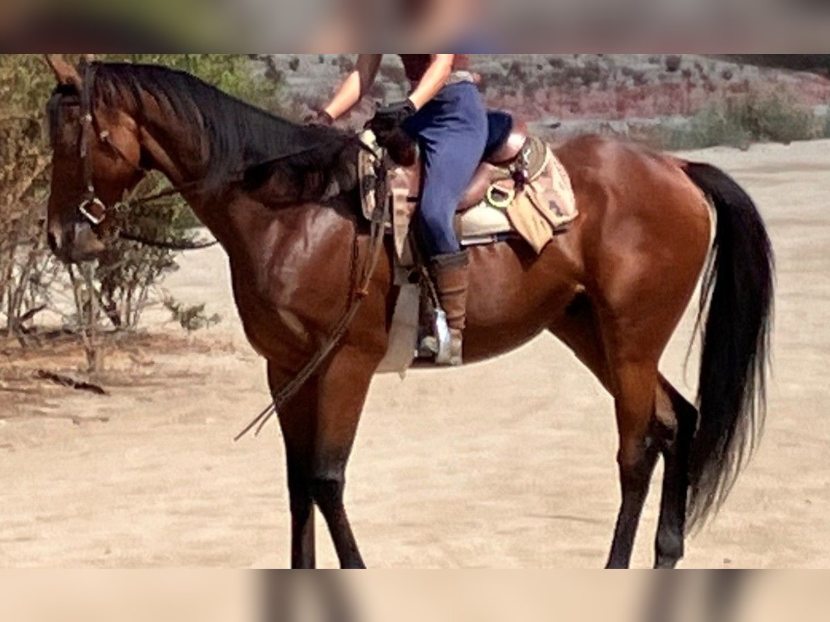 American Quarter Horse Gelding 6 years Bay in Pasadena