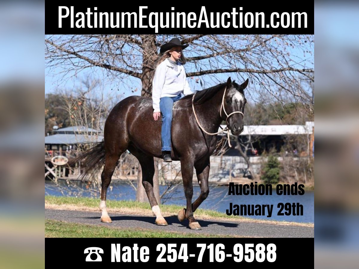 American Quarter Horse Gelding 6 years Bay in Waco TX