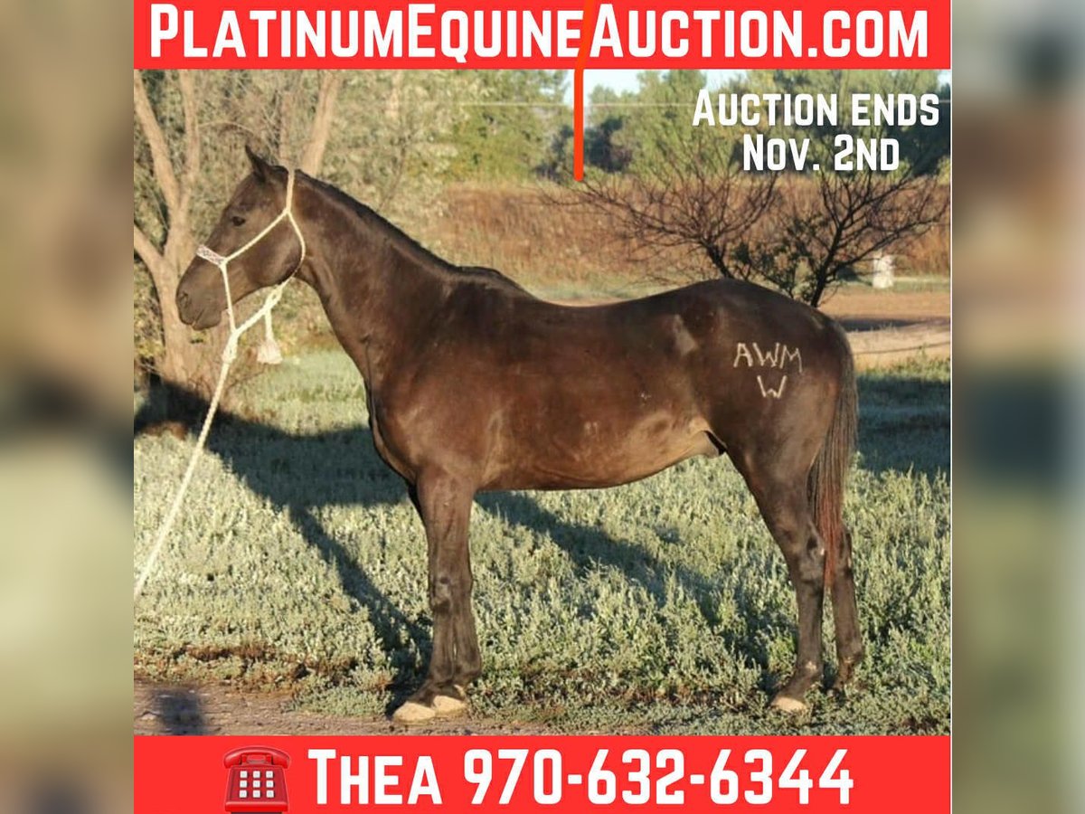 American Quarter Horse Gelding 6 years Black in Fort Collins CO