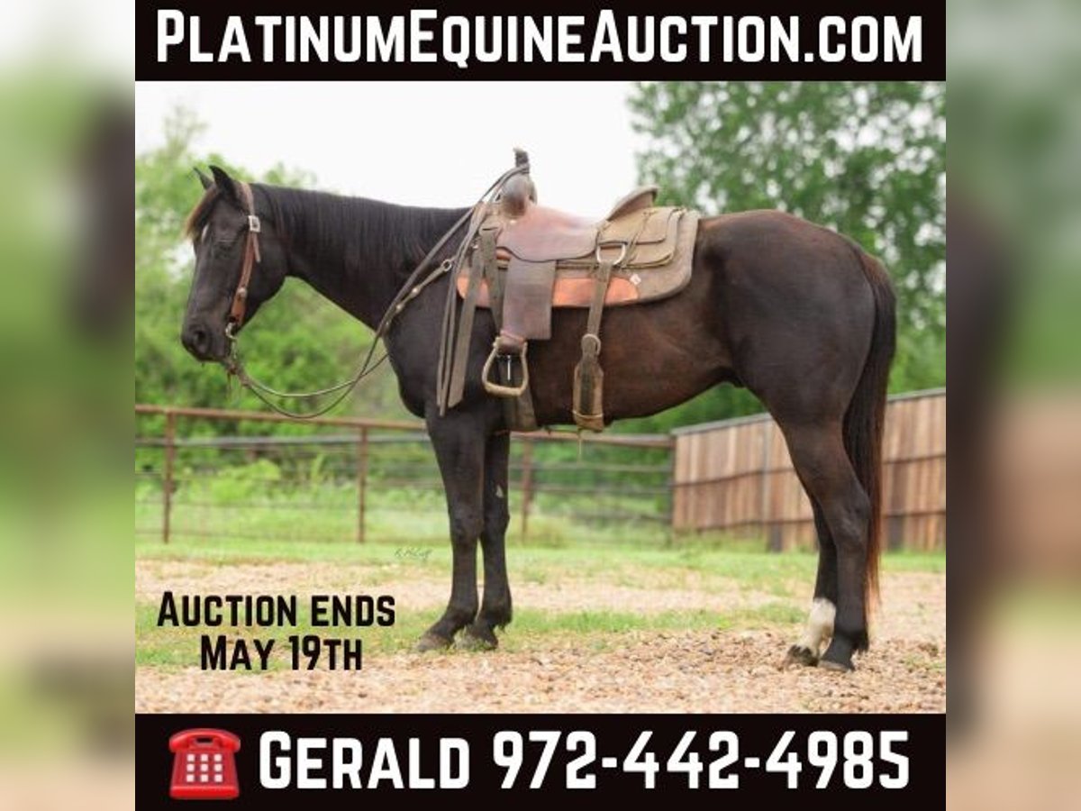 American Quarter Horse Gelding 6 years Black in Savoy  TX