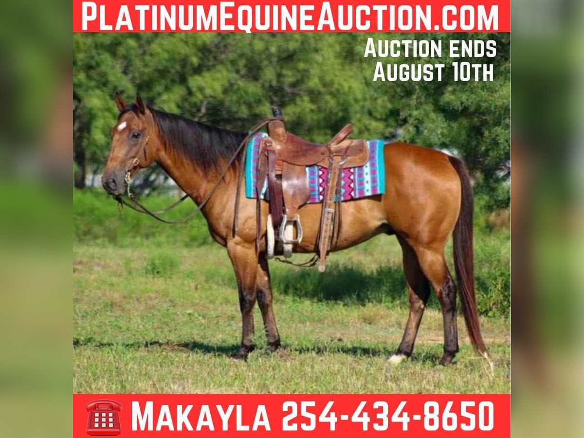 American Quarter Horse Gelding 6 years Dun in Mount Vernon