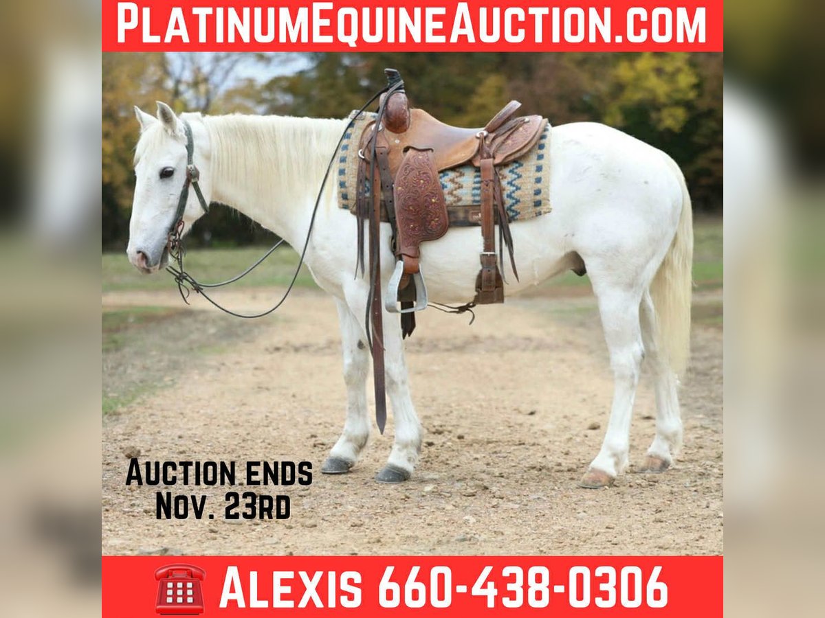 American Quarter Horse Gelding 6 years Grey in Cole Camp MO