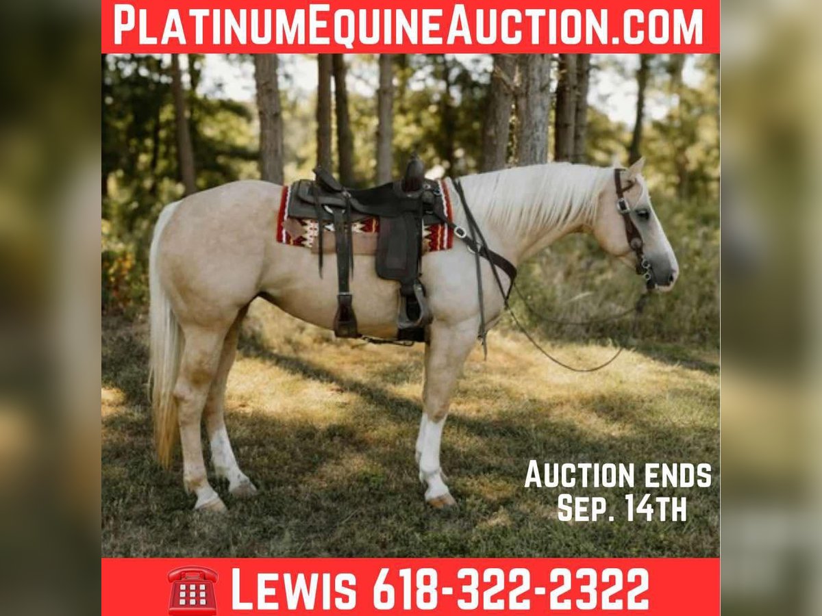 American Quarter Horse Gelding 6 years Palomino in Salem IL