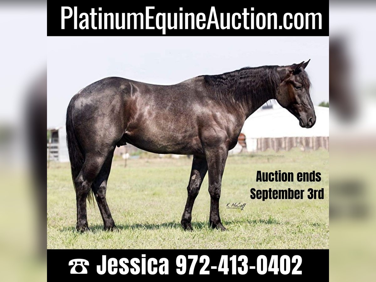 American Quarter Horse Gelding 6 years Roan-Blue in RAVENNA, TX