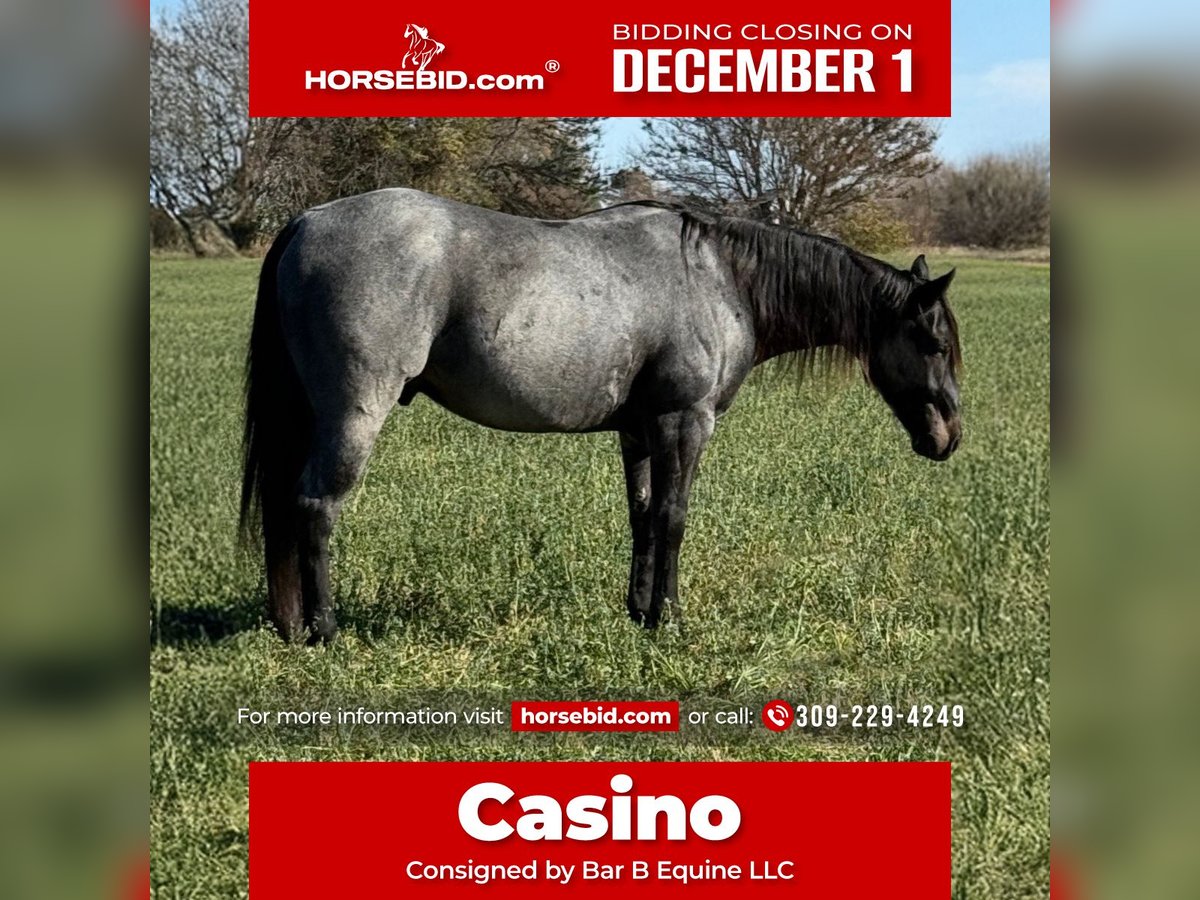 American Quarter Horse Gelding 6 years Roan-Blue in Princeville