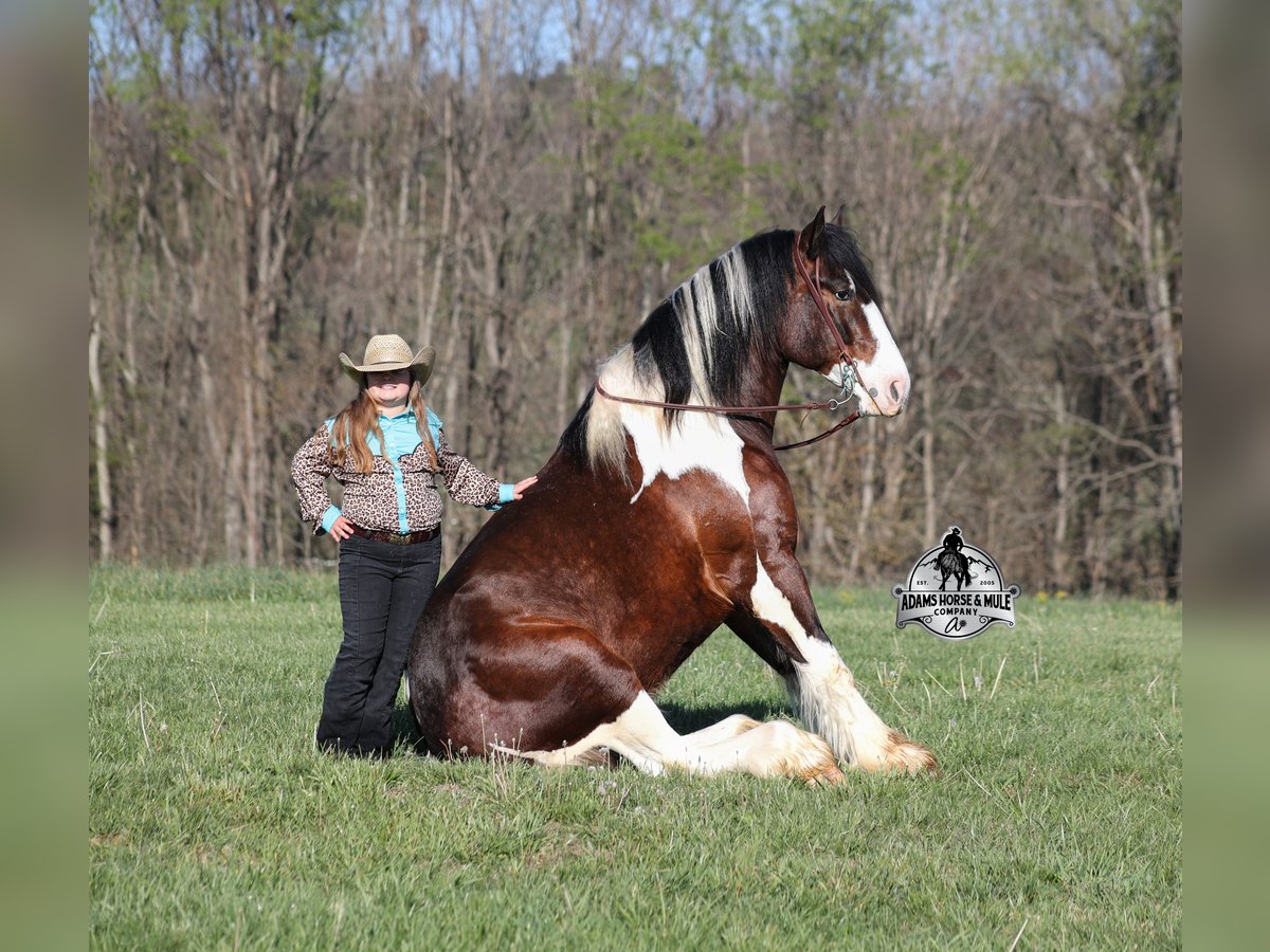 American Quarter Horse, Gelding in Mount Vernon