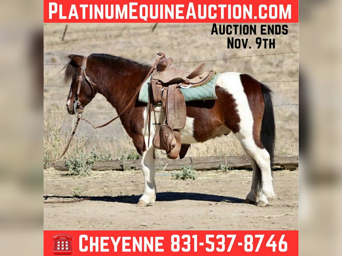 American Quarter Horse Gelding 7 years 10,2 hh Tobiano-all-colors in Bitterwater CA American Quarter Horse Gelding 7 years 10,2 hh Tobiano-all-colors in Bitterwater CA