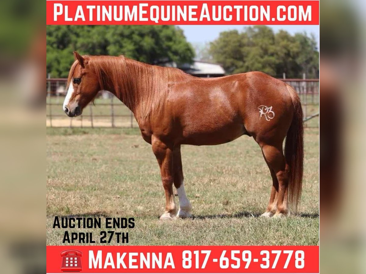 American Quarter Horse Gelding 7 years 12,2 hh Chestnut in Lipan TX