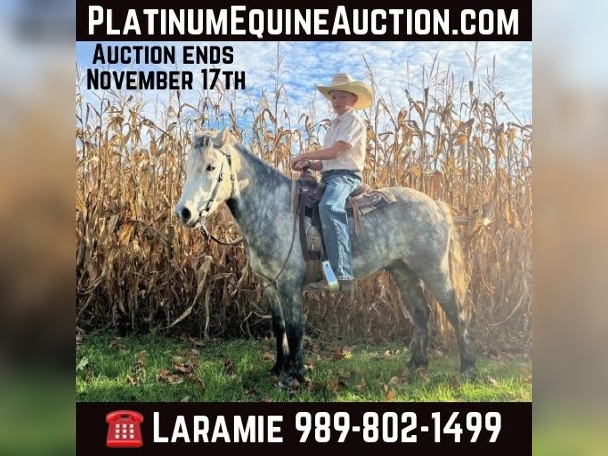 American Quarter Horse Gelding 7 years 12 hh Grey-Dapple in Oakley MI