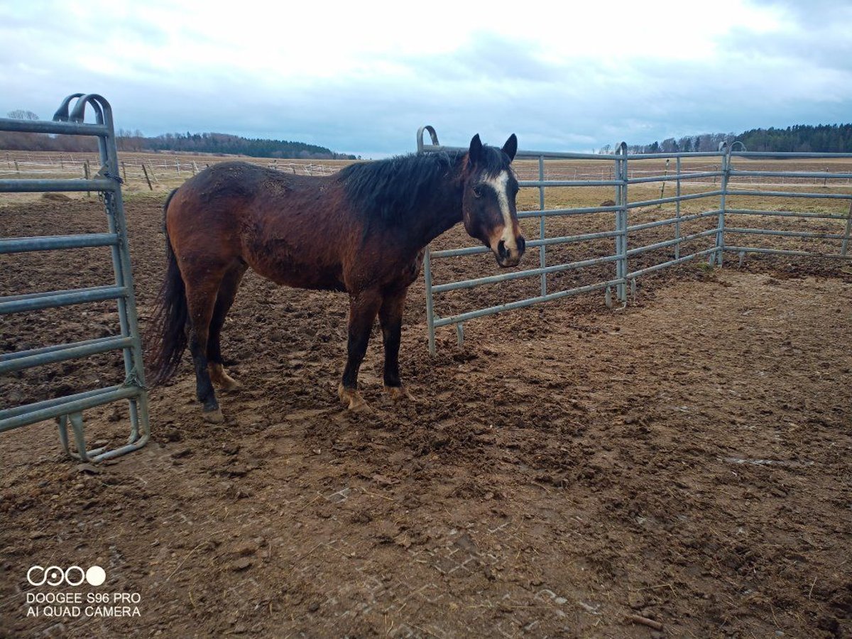 American Quarter Horse Gelding 7 years 14,1 hh Brown in Hohenstein Oberstetten