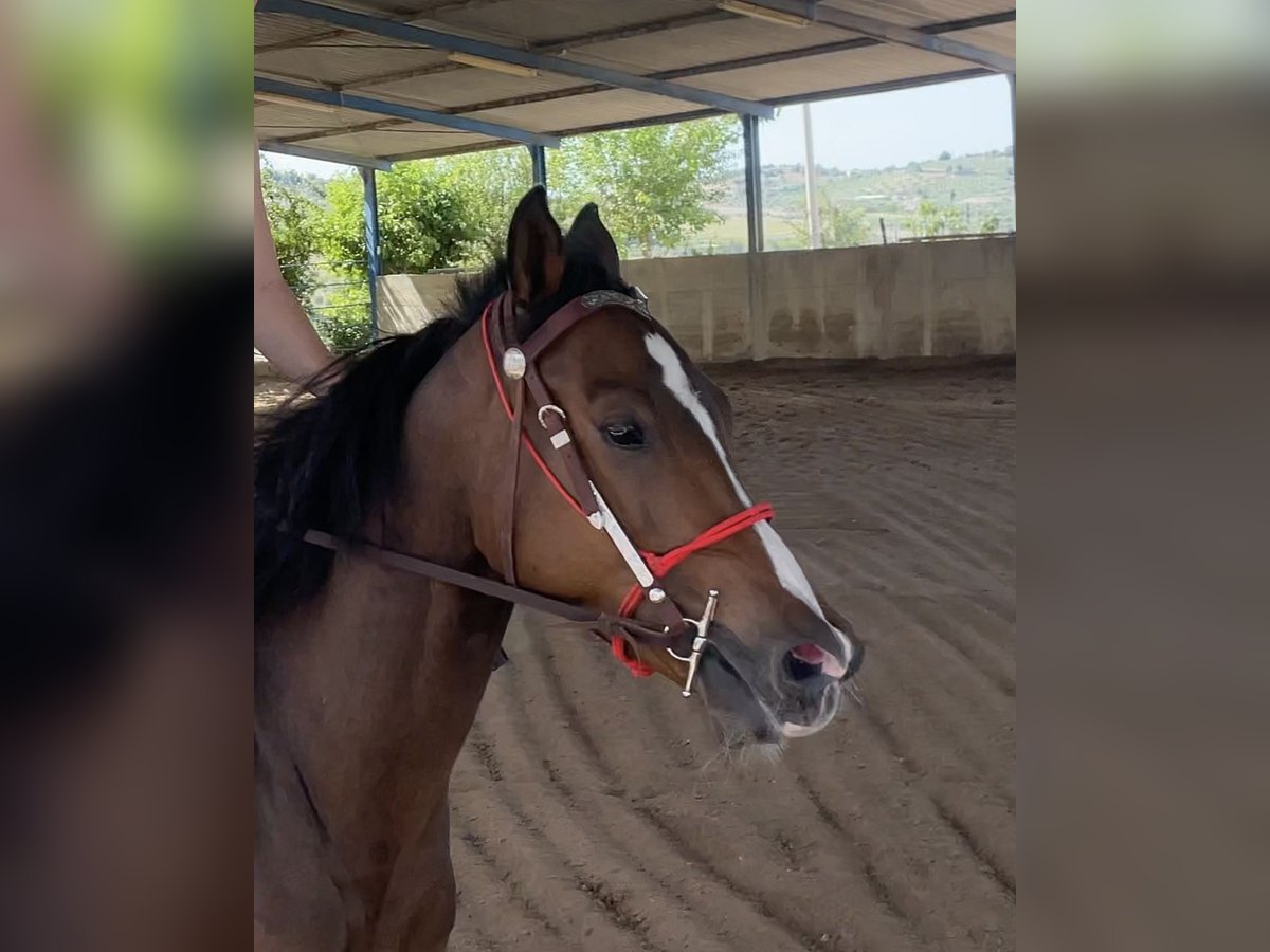 American Quarter Horse Mix Gelding 7 years 14,2 hh Chestnut in Ragusa Ibla