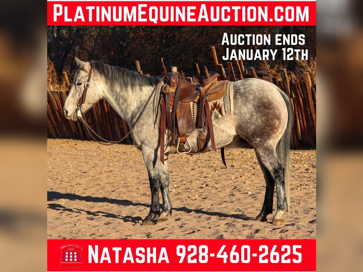 American Quarter Horse Gelding 7 years 14,2 hh Grey in Camp Verde,, AZ