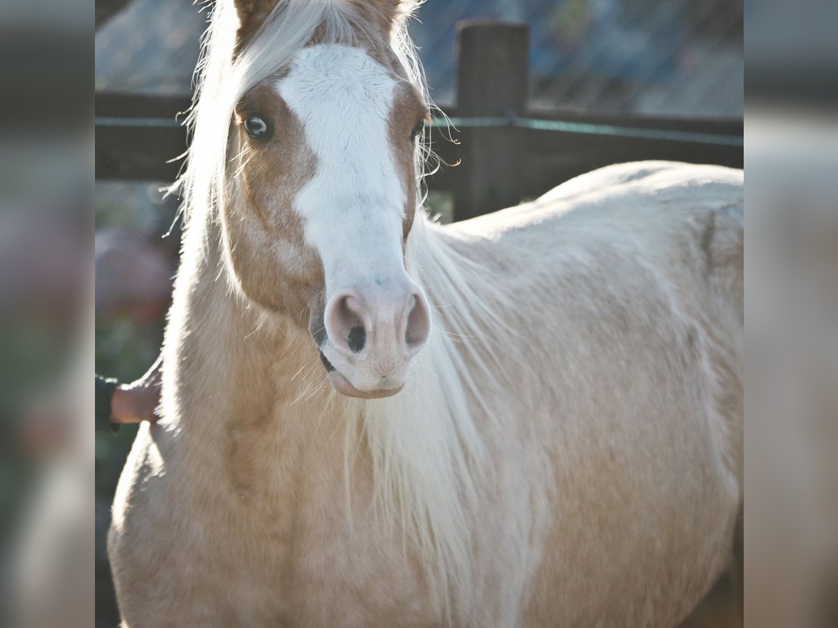 American Quarter Horse Gelding 7 years 14,2 hh Palomino in Alcoi/Alcoy