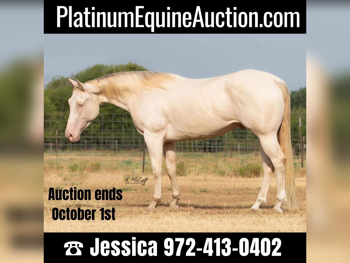 American Quarter Horse Gelding 7 years 14,2 hh Perlino in Ravenna TX