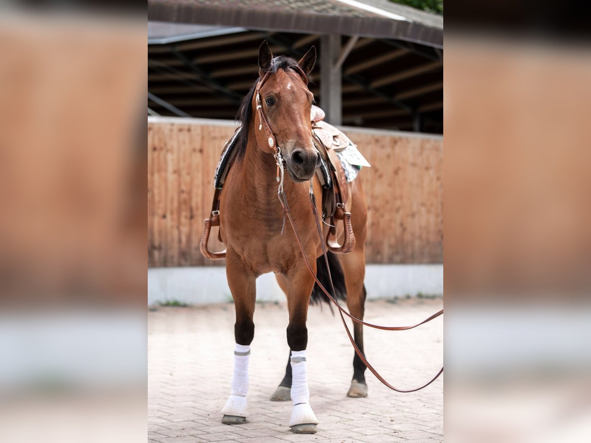 American Quarter Horse Gelding 7 years 14,3 hh Brown in Aindling