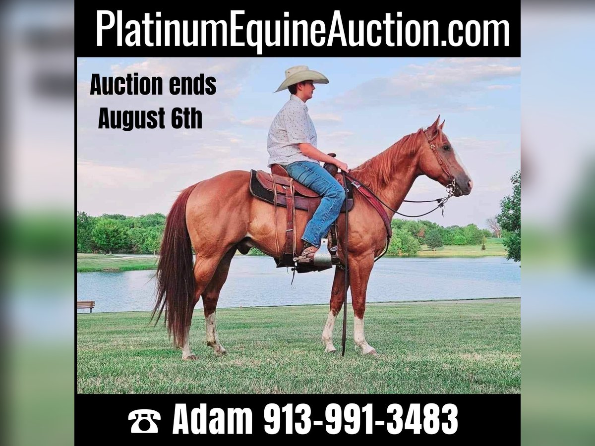 American Quarter Horse Gelding 7 years 14,3 hh Chestnut in LaCygne KS
