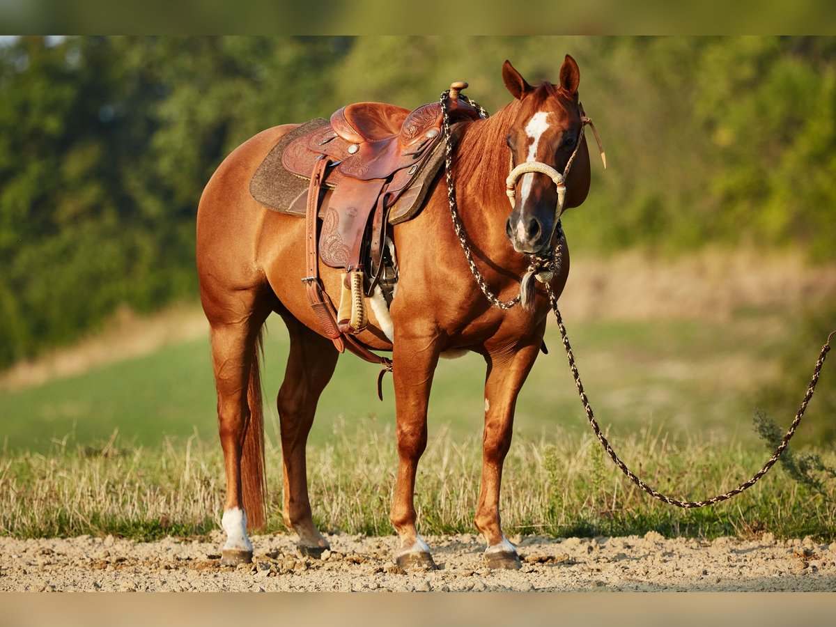 American Quarter Horse Gelding 7 years 14,3 hh Chestnut-Red in München