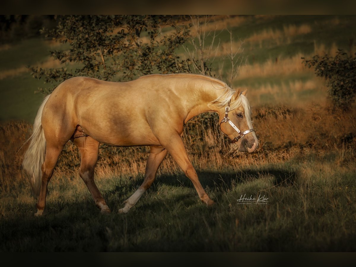 American Quarter Horse Gelding 7 years 14,3 hh Palomino in Laubach