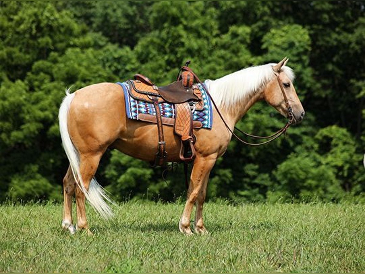 American Quarter Horse Gelding 7 years 14,3 hh Palomino in Mount Vernon, KY