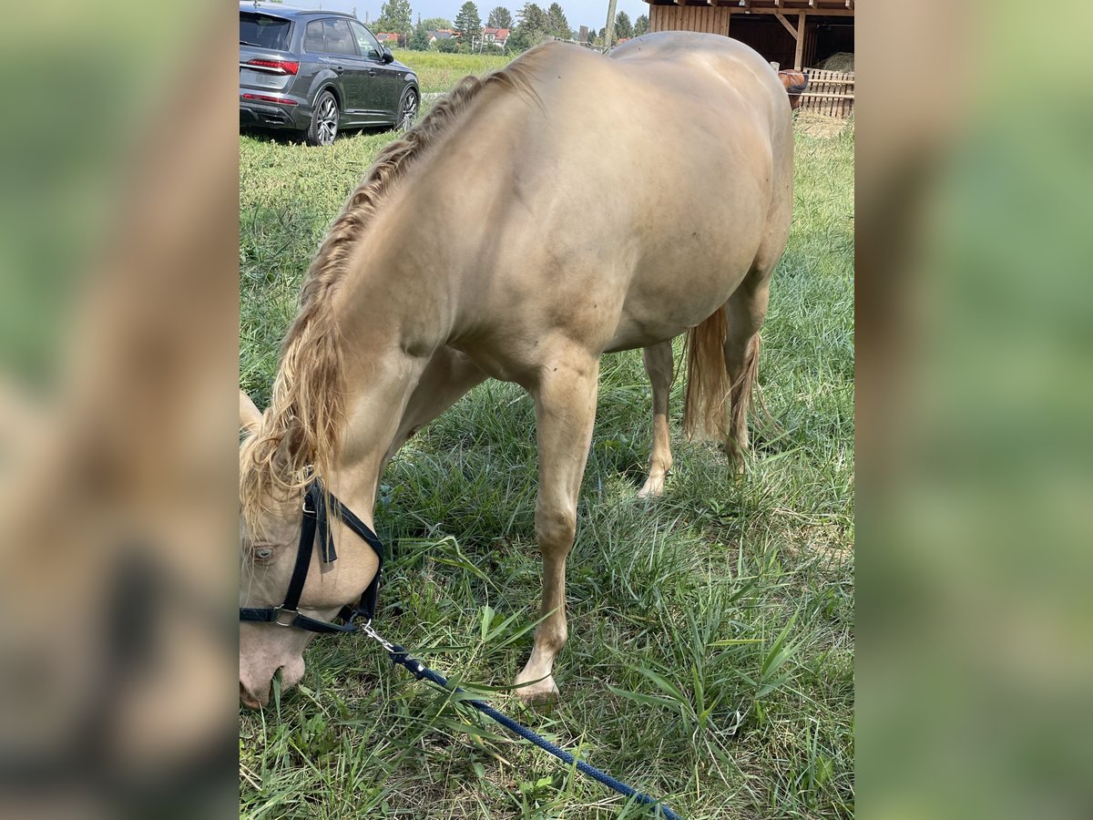 American Quarter Horse Gelding 7 years 14,3 hh Perlino in Mannersdorf am Leithagebirge