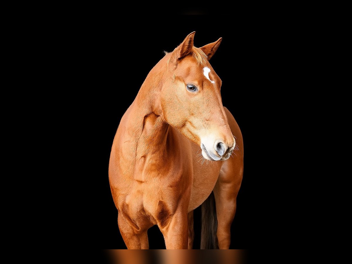 American Quarter Horse Gelding 7 years 14,1 hh Chestnut-Red in Langenbrettach
