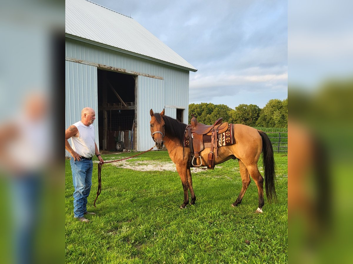 American Quarter Horse Gelding 7 years 14,1 hh Dun in indiana