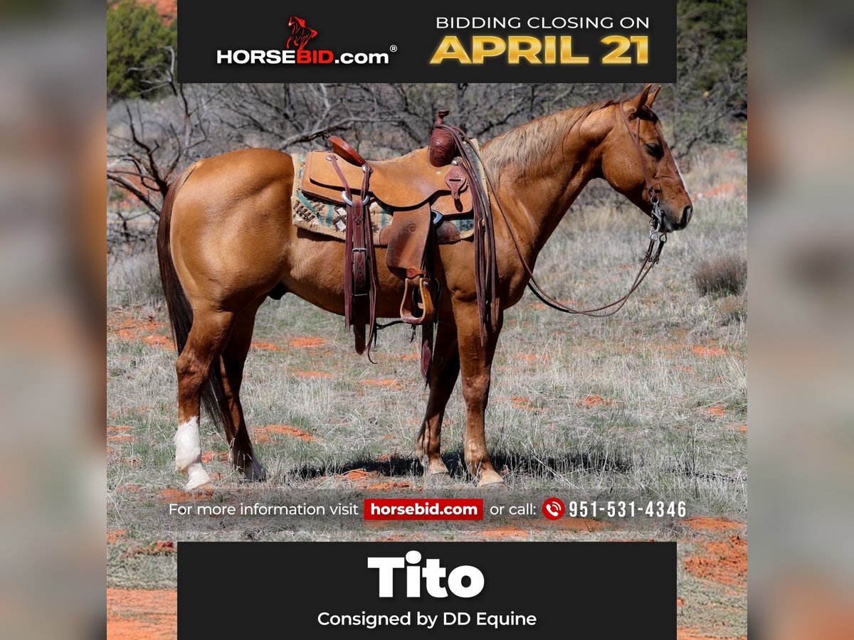 American Quarter Horse Gelding 7 years 14,2 hh Dun in Camp Verde, AZ