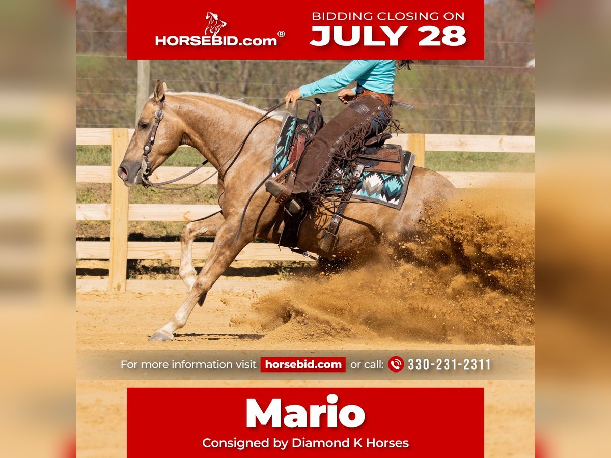 American Quarter Horse Gelding 7 years 14,3 hh Palomino in Jackson, OH