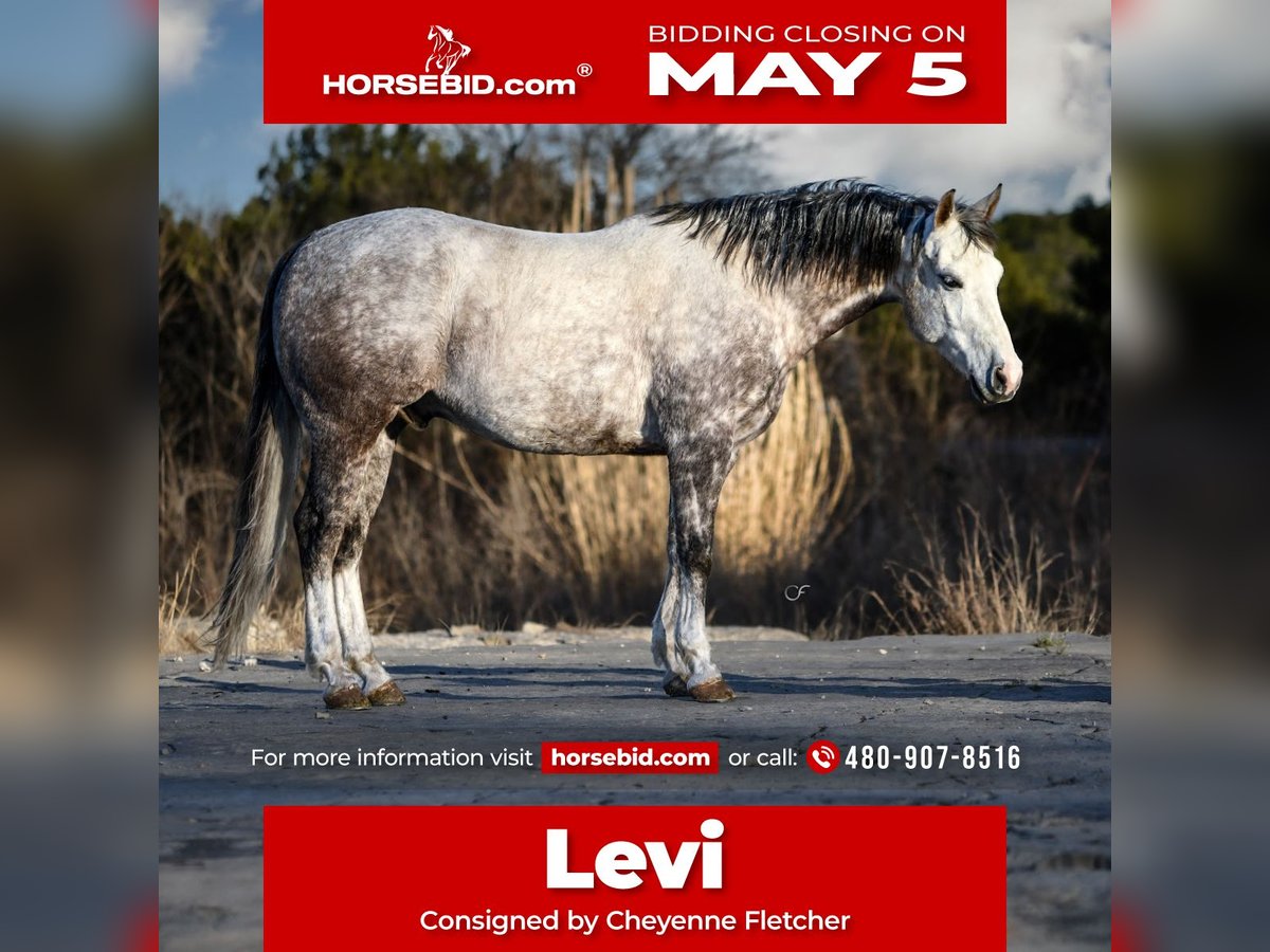 American Quarter Horse Gelding 7 years 14,3 hh in Amarillo, TX