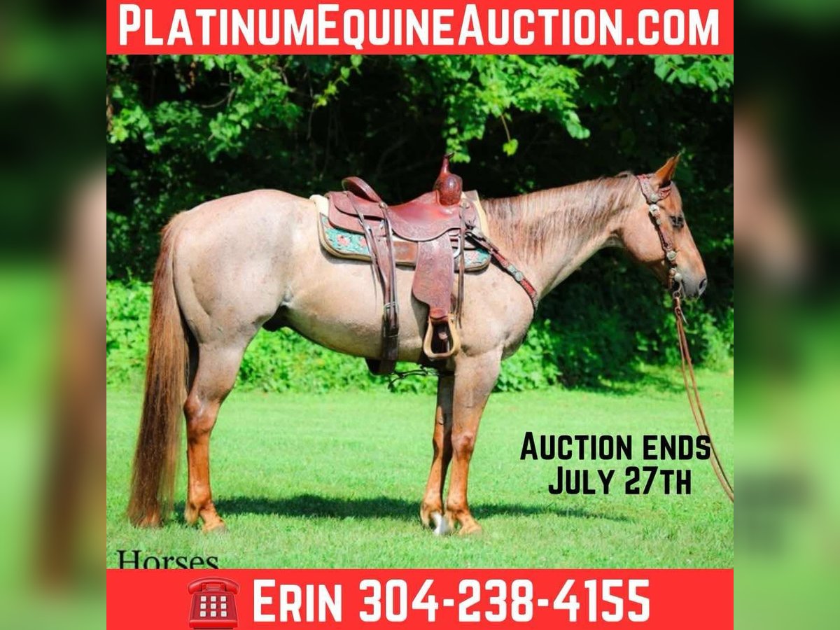 American Quarter Horse Gelding 7 years 14,3 hh Roan-Red in Flemingsburg KY
