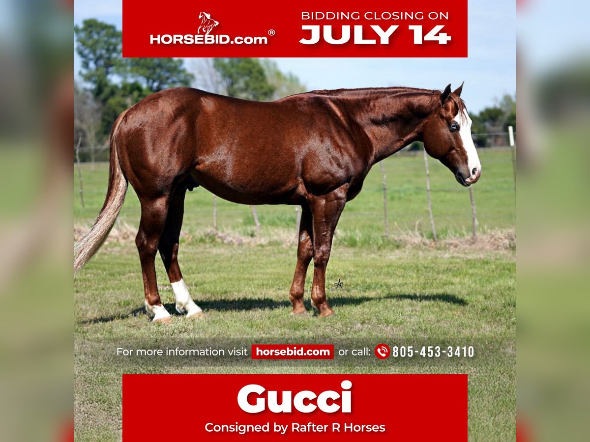 American Quarter Horse Gelding 7 years 14,3 hh Sorrel in Whitesboro, TX