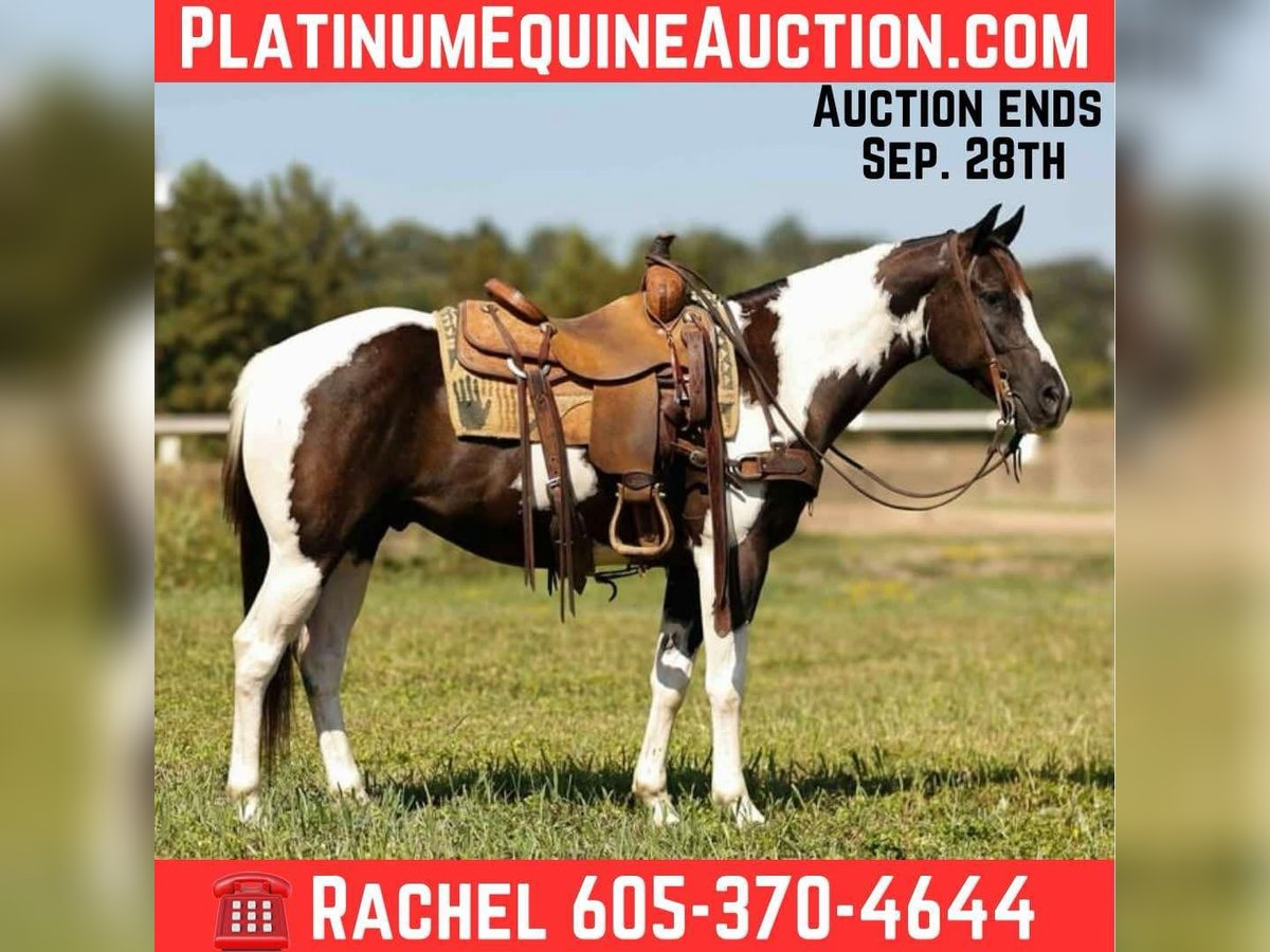 American Quarter Horse Gelding 7 years 14,3 hh Tobiano-all-colors in Rusk TX