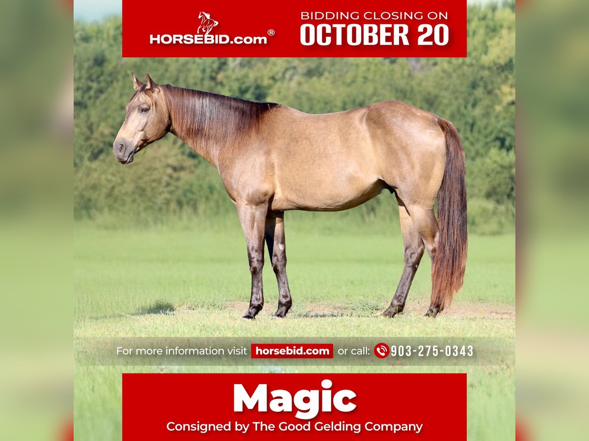 American Quarter Horse Gelding 7 years 15,1 hh Buckskin in Athens