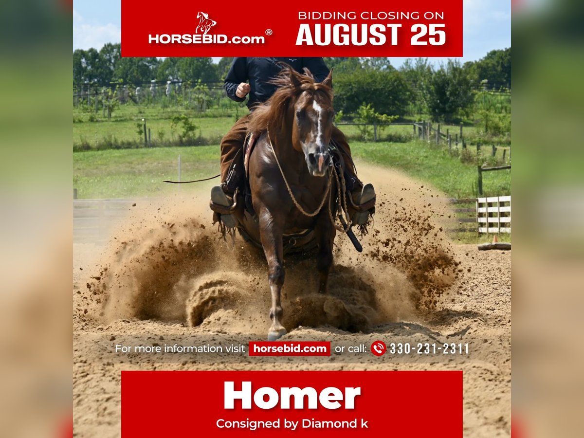 American Quarter Horse Gelding 7 years 15,1 hh Chestnut in Jackson, OH