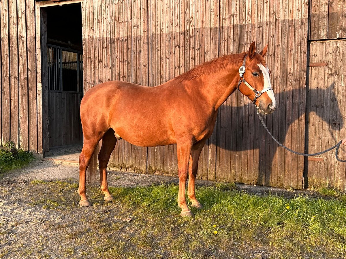 American Quarter Horse Gelding 7 years 15,1 hh Chestnut-Red in Ellerhoop