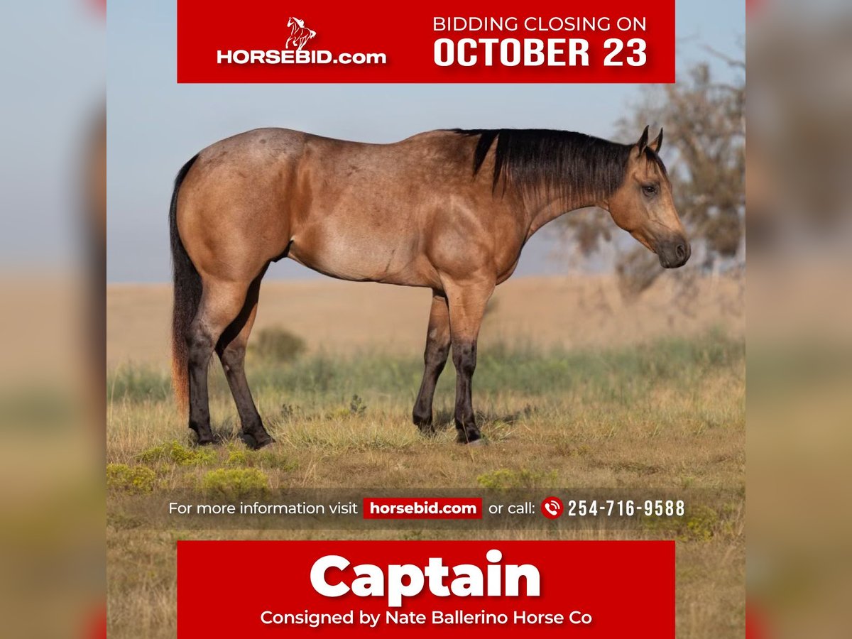 American Quarter Horse Gelding 7 years 15,1 hh Dun in Waco