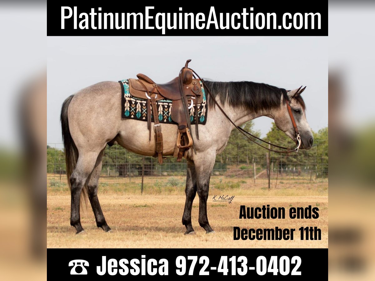 American Quarter Horse Gelding 7 years 15,1 hh Gray-Dapple in Ravenna TX
